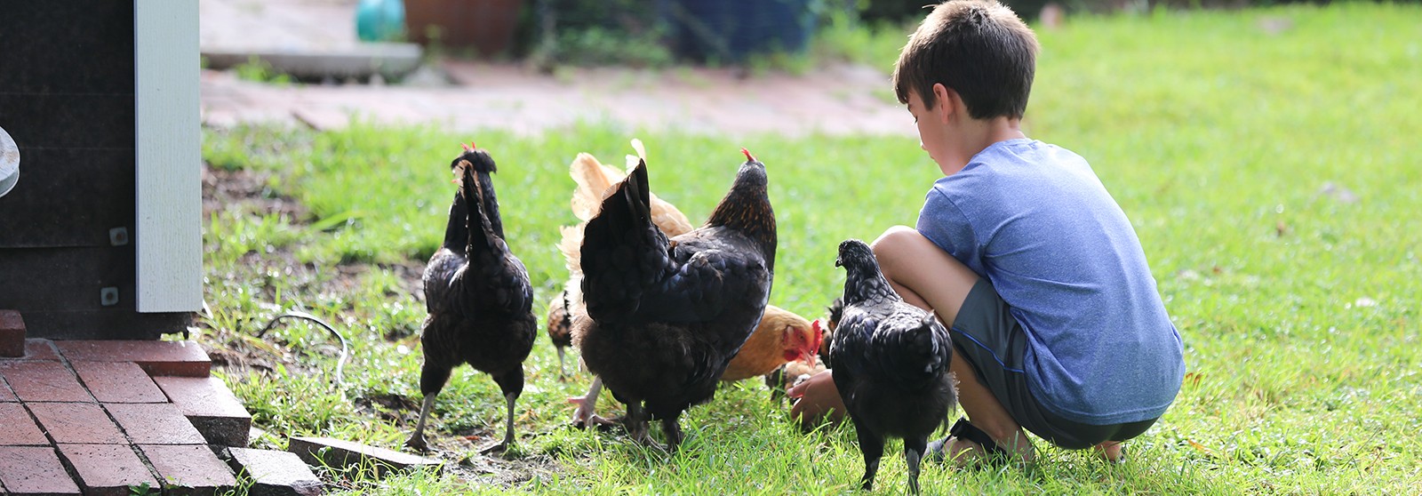 5 Lessons We Can Learn from Chicken Moms - The Cape Coop